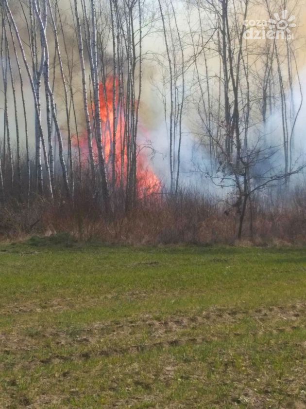 W tym roku już 95 pożarów lasów