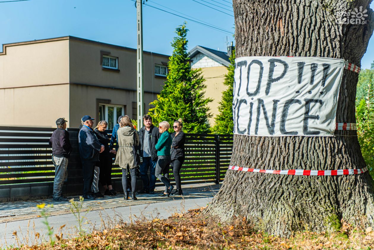 Czy wyjątkowy dąb w Wałsnowie zostanie wycięty? (zdjęcia)