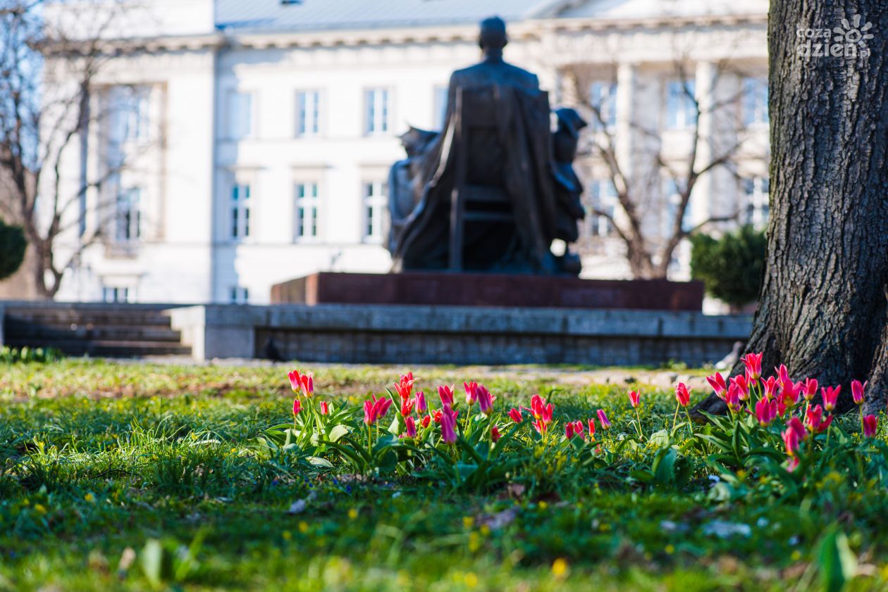 Dywan tulipanowy przy pomniku Kochanowskiego