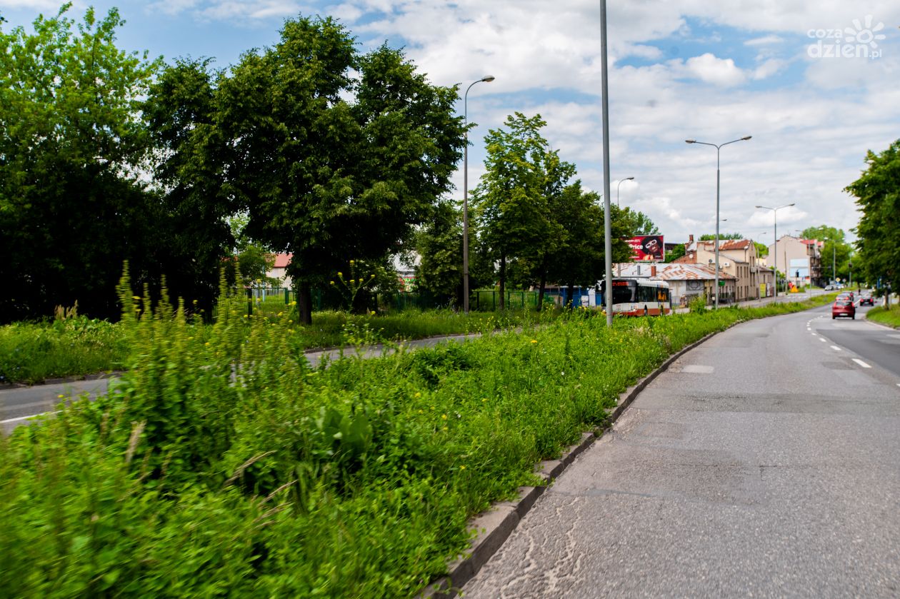 Wysoka trawa na terenie Radomia (zdjęcia)