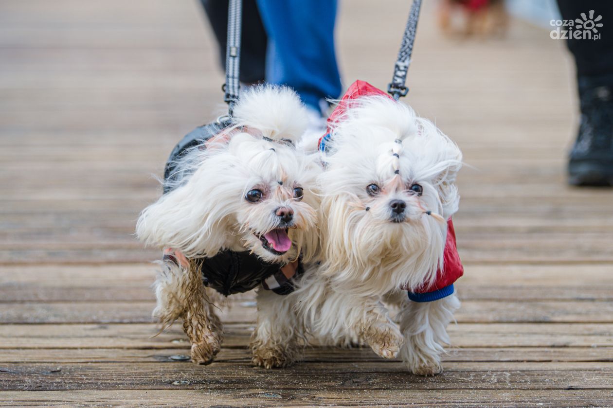 Spacer Socjalizacyjny DogSchool na Borkach (zdjęcia)