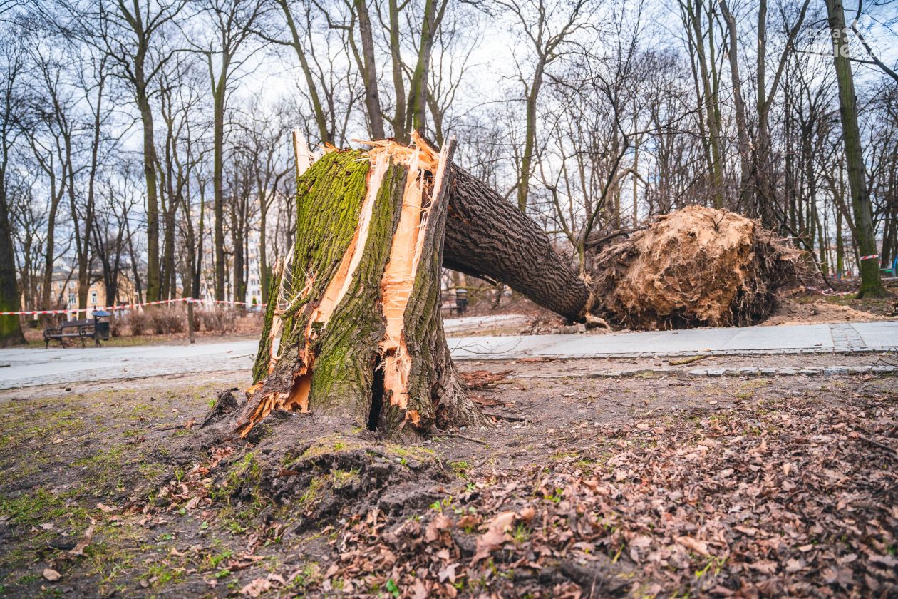 Nocna burza. Powalone drzewa, ale bez podtopień