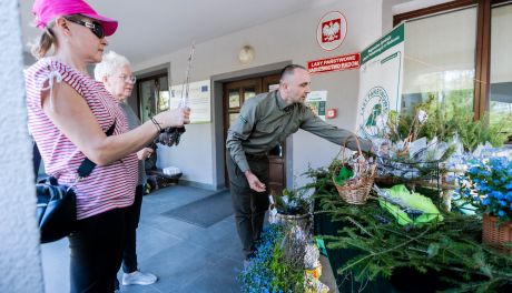 Leśnicy rozdawali sadzonki. Było duże zainteresowanie