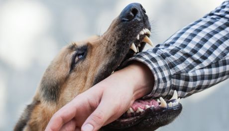 Drażnił się z psem. Został zaatakowany