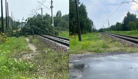 Złamane drzewo spadło na tory kolejowe