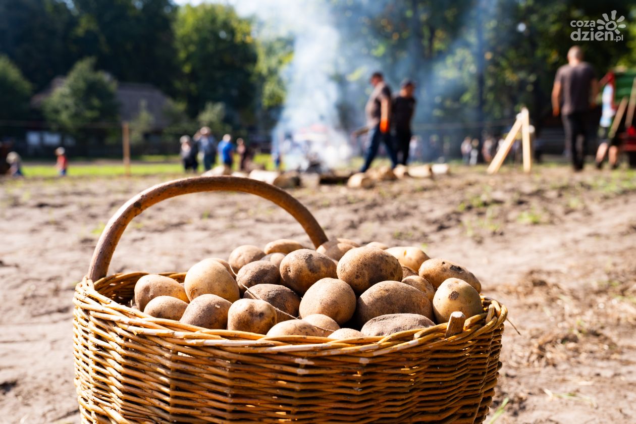 Festiwal Ziemniaka w Muzeum Wsi Radomskiej (zdjęcia)