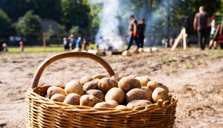 Festiwal Ziemniaka w Muzeum Wsi Radomskiej (zdjęcia)