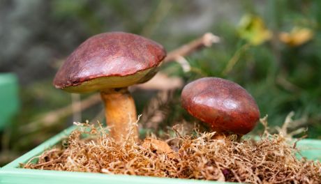 Na co trzeba uważać podczas zbierania grzybów?