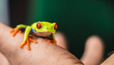 Zdjęcia Targi terrarystyczne w Radomiu (zdjęcia)