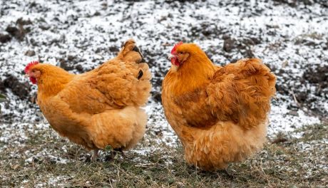 Styl życia Hodowla kur zimą – zadbajmy, by woda nie zamarzła