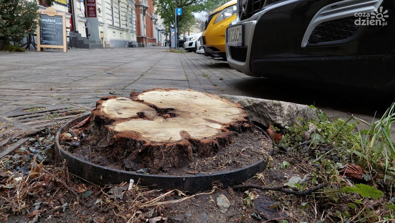 Wycięte drzewa na Piłsudskiego i Sienkiewicza