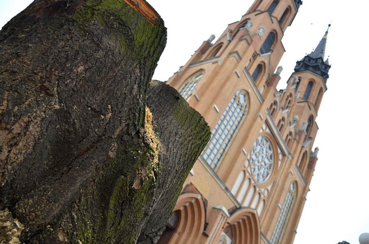 Kontrowersyjna wycinka drzew w centrum Radomia